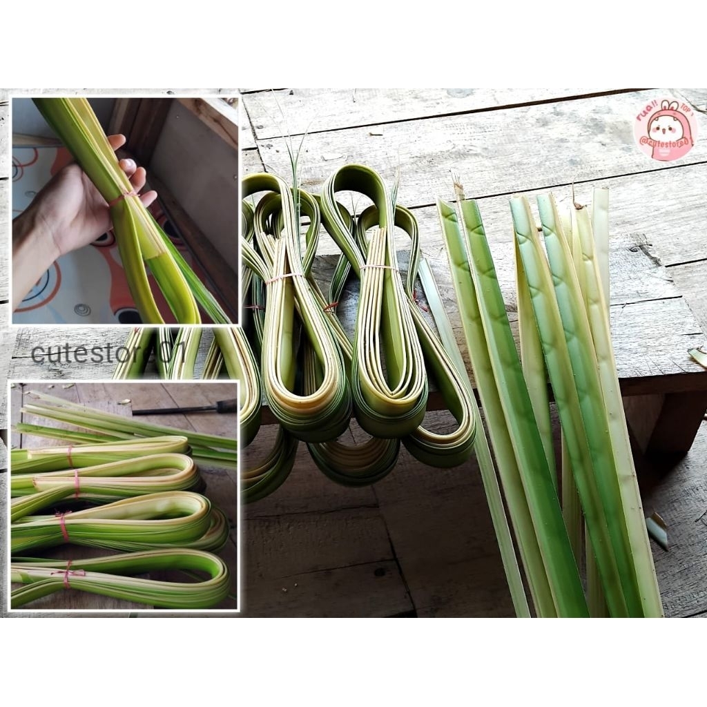 

Daun Pohon Kelapa Muda 15 Lembar