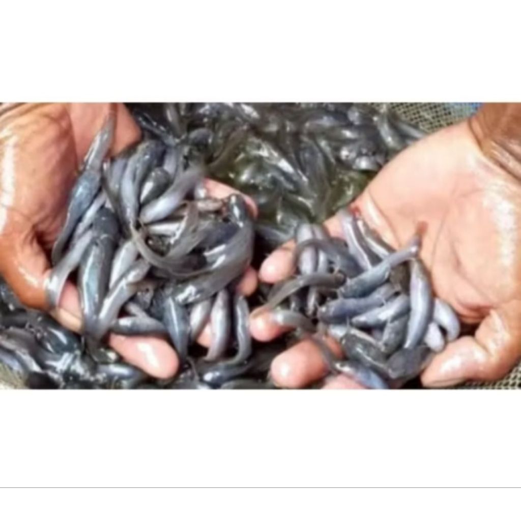 bibit lele uk 57..100 ekor