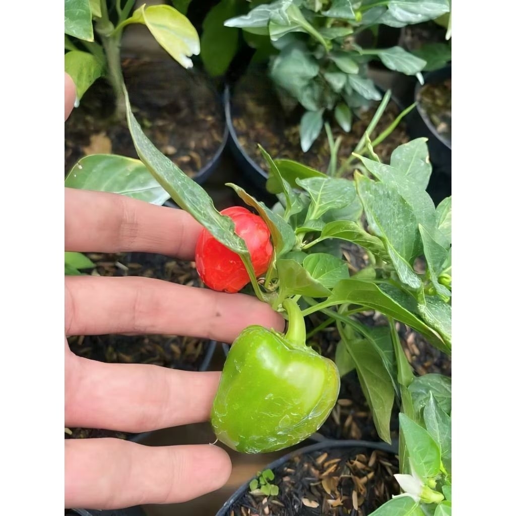 (bisa cod)Pohon cabai paprika Mexico - Tanaman cabe paprika