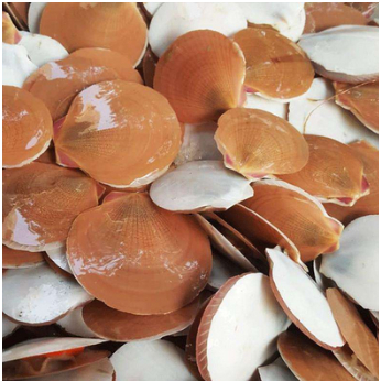 

Kerang Simping 500gr - 1kg | JBP_Fresh