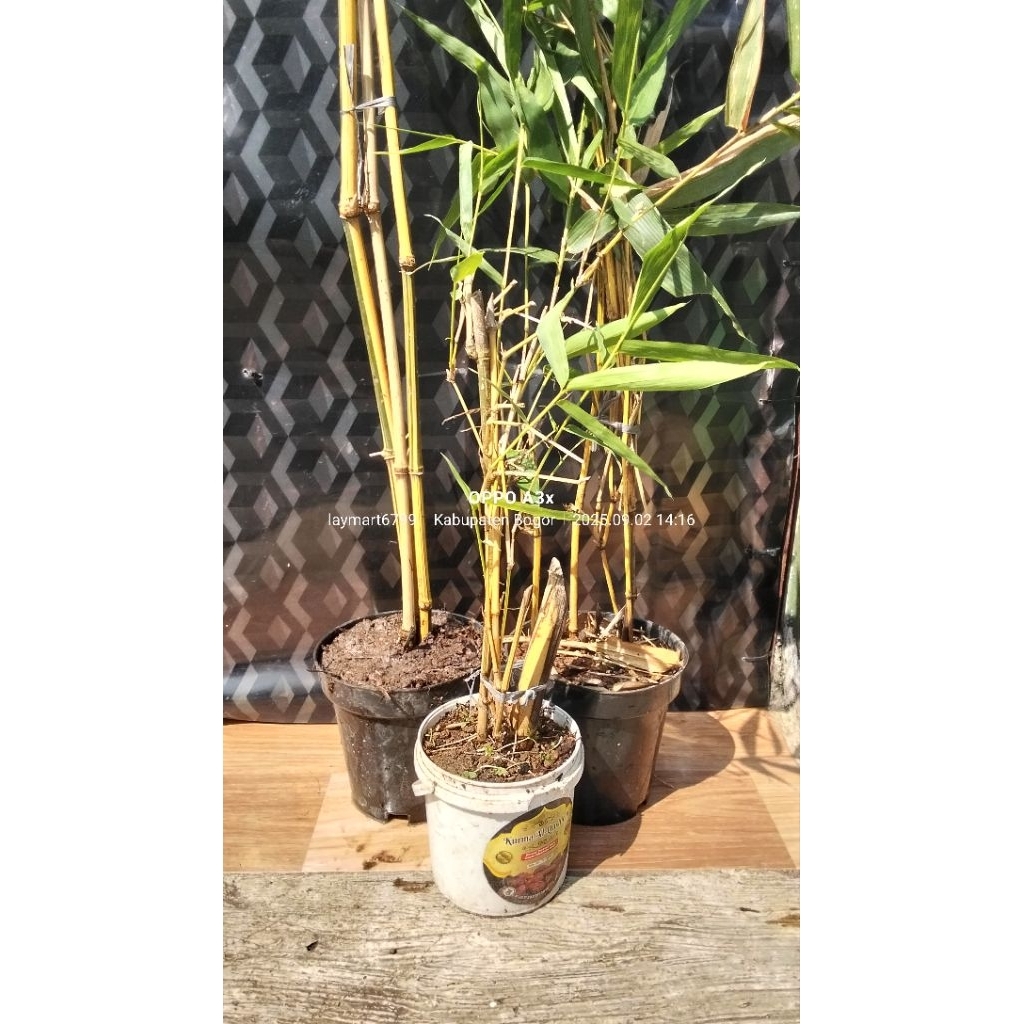 bambu kuning tumbuh +pot media tanam