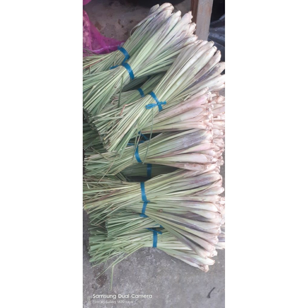 

Sere lokal segar 1 kg