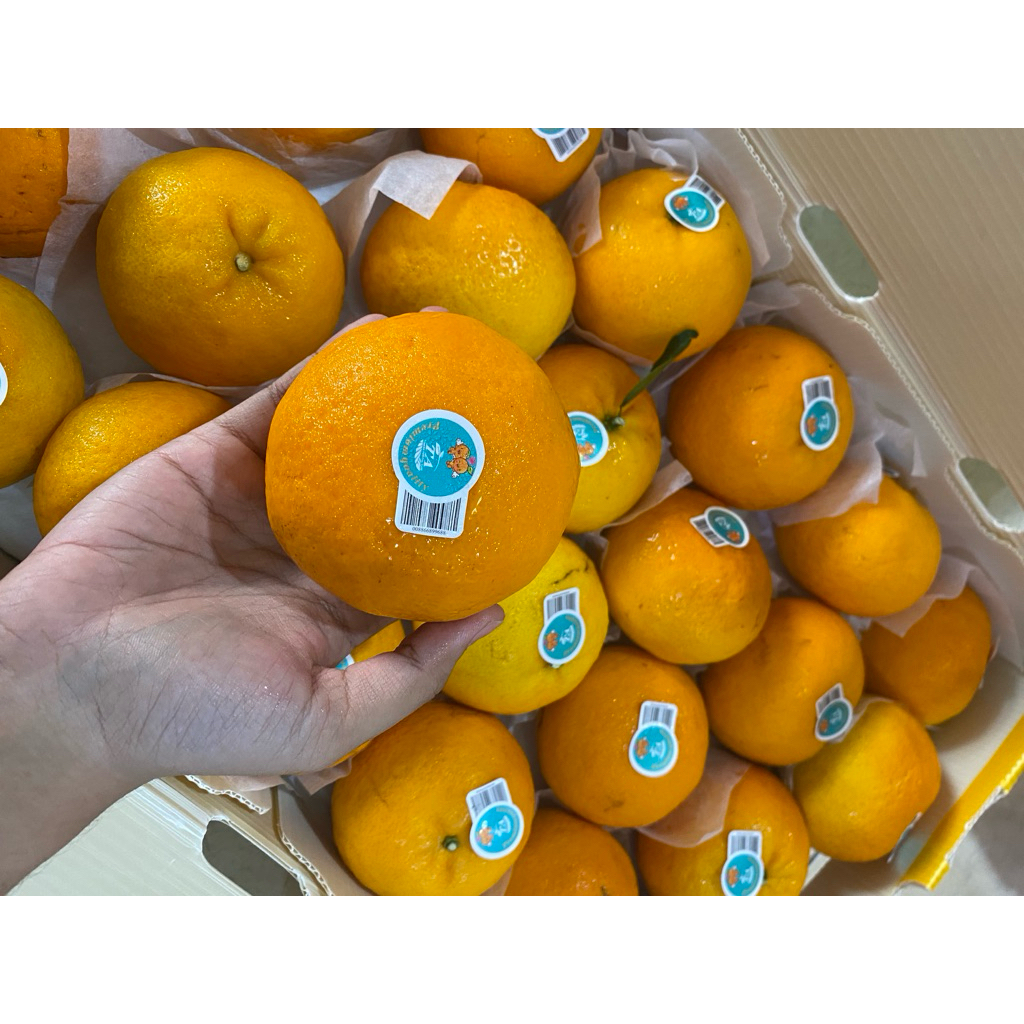 

JERUK WOKAM FRESH MANIS ENAK MURAH