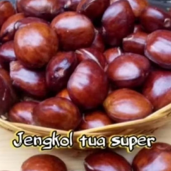 

Jengkol tua super (segar fresh)