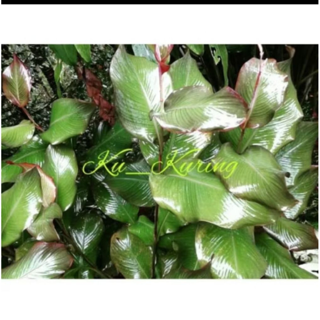 

Selalu Promo Umbi Ganyong Segar Jenis Merah Asli 100%