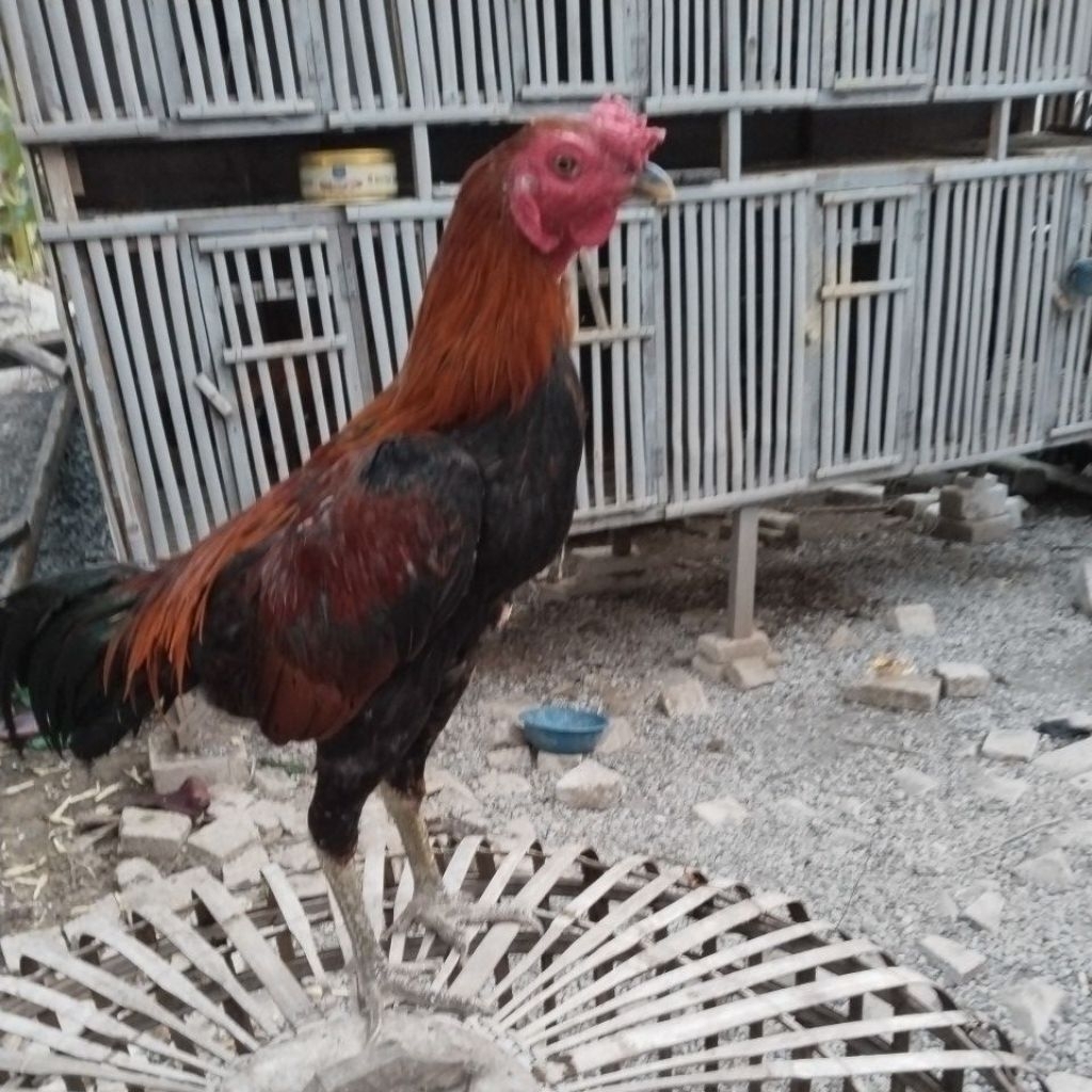 AYAM BANGKOK KLASIK