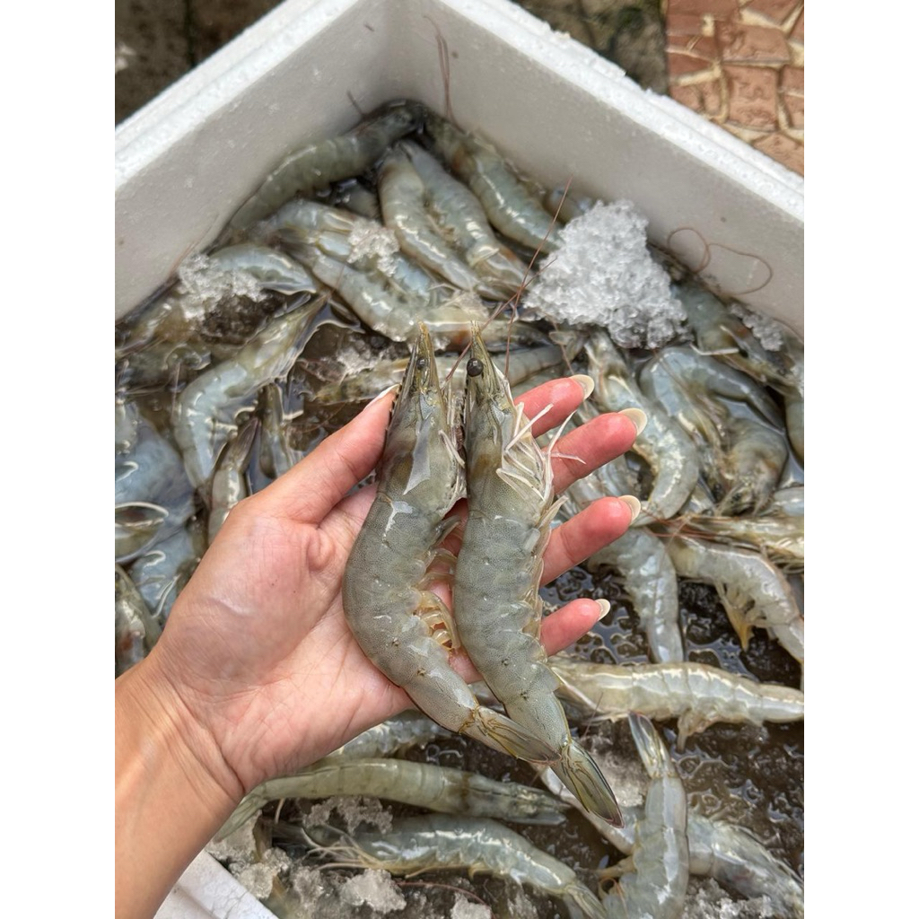 

Udang Vannamei size 40-50 HOSO FROZEN FRESH
