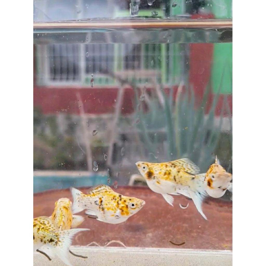 ikan molly ballon calico