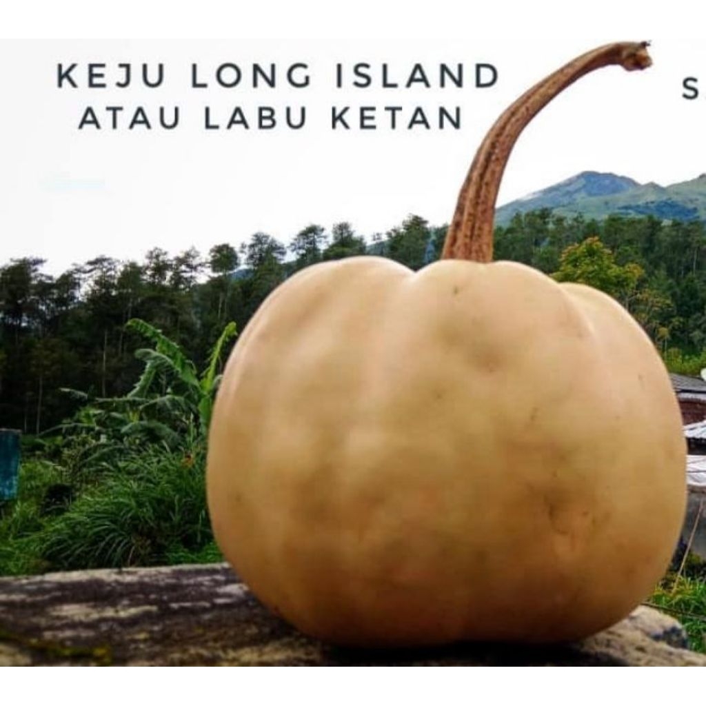 

LABU KETAN/WALUH KETAN