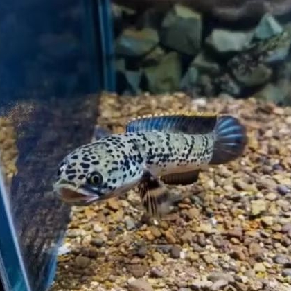 Channa Limbata Granit Good Quality Hiasan Aquarium