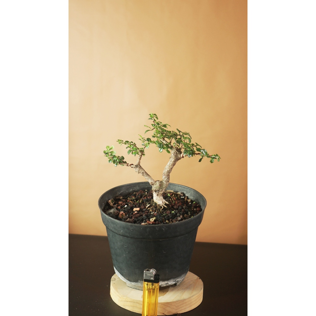 Bahan Bonsai Hokianti Mame
