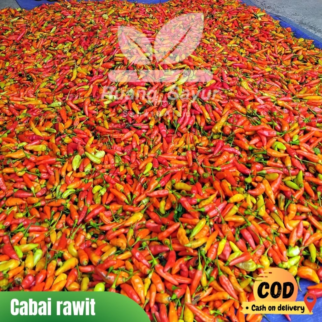 

Cabai Prentul , Cabai Ori , Cabai Rawit Pedas , Cabai Kecil 250 Gram