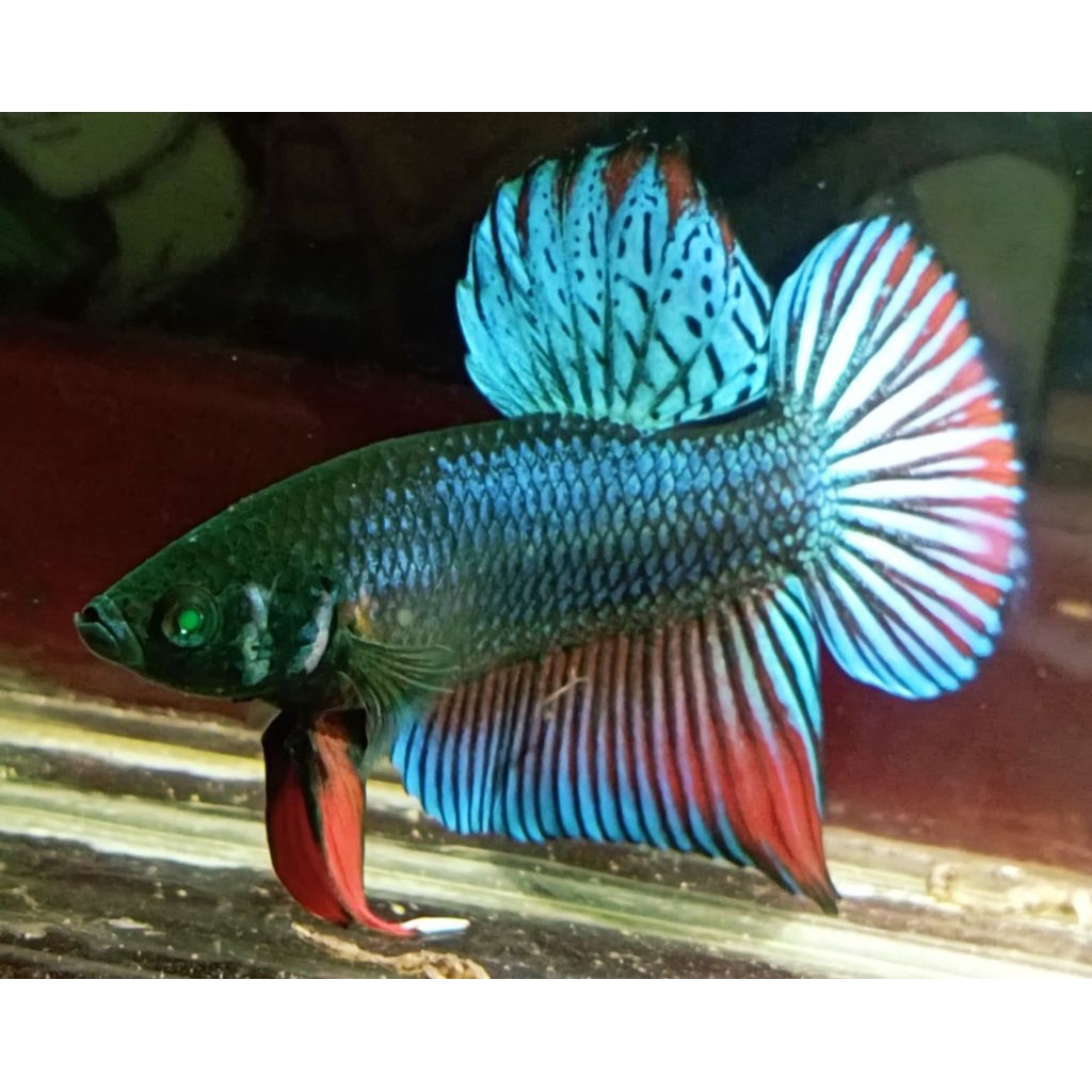 Cupang Hias Hulk Green Metalic Alien