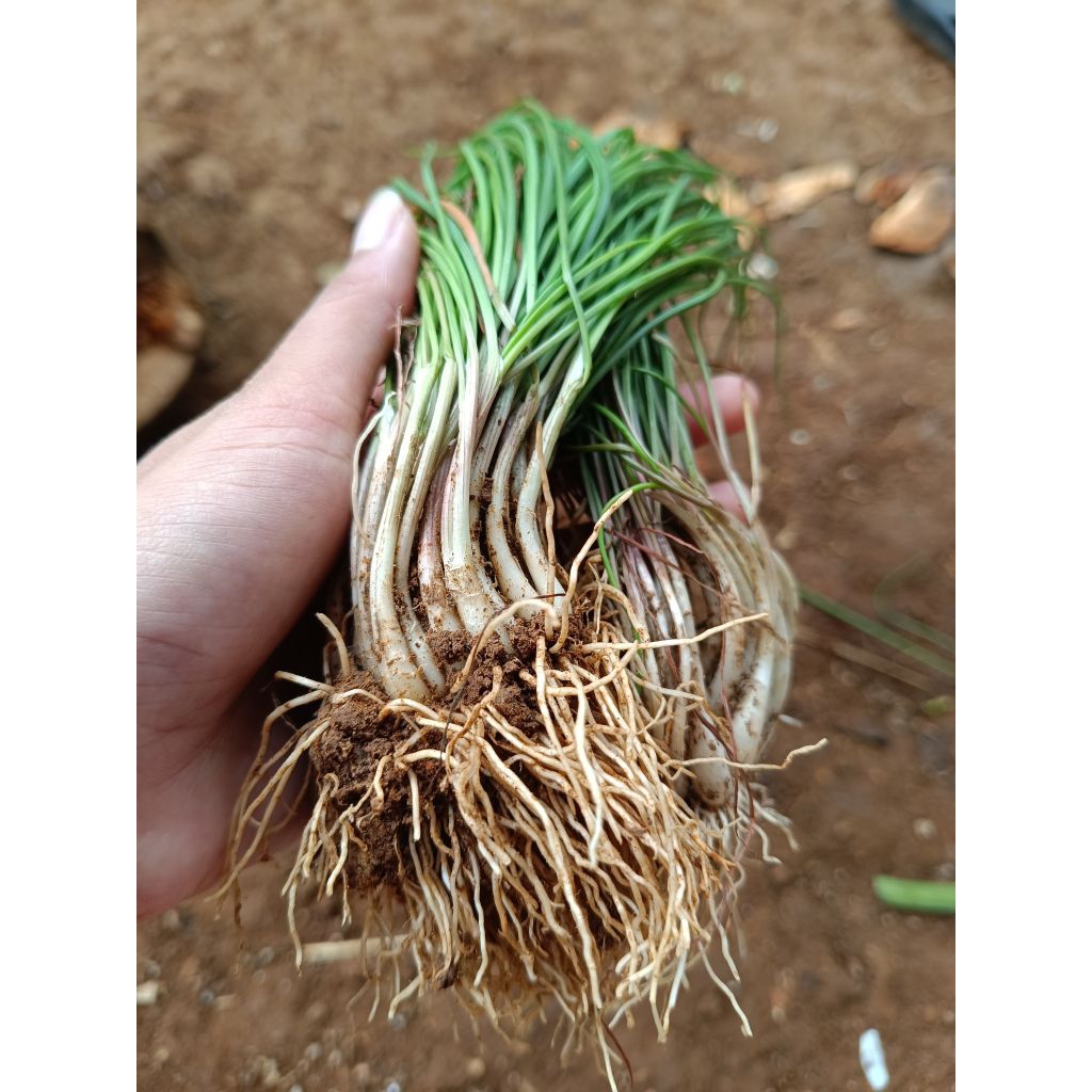 

bibit kuncai/kucay/bawang batak per ikat