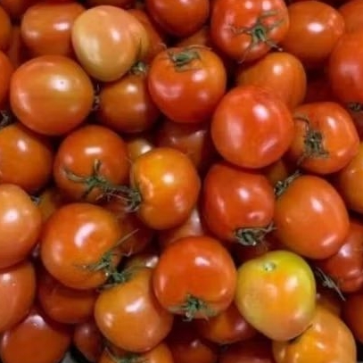 

Tomat Merah Segar 1KG