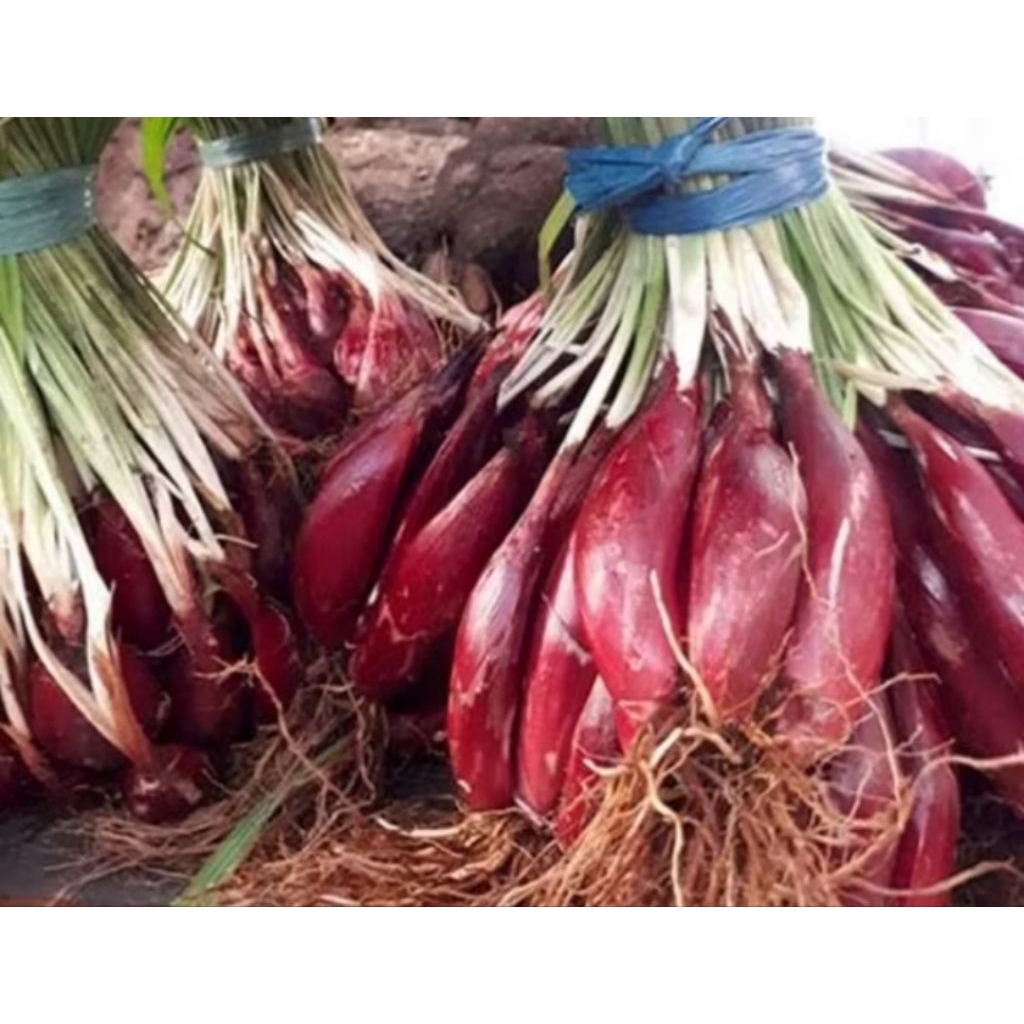 

bawang dayak super jumbo 1kg