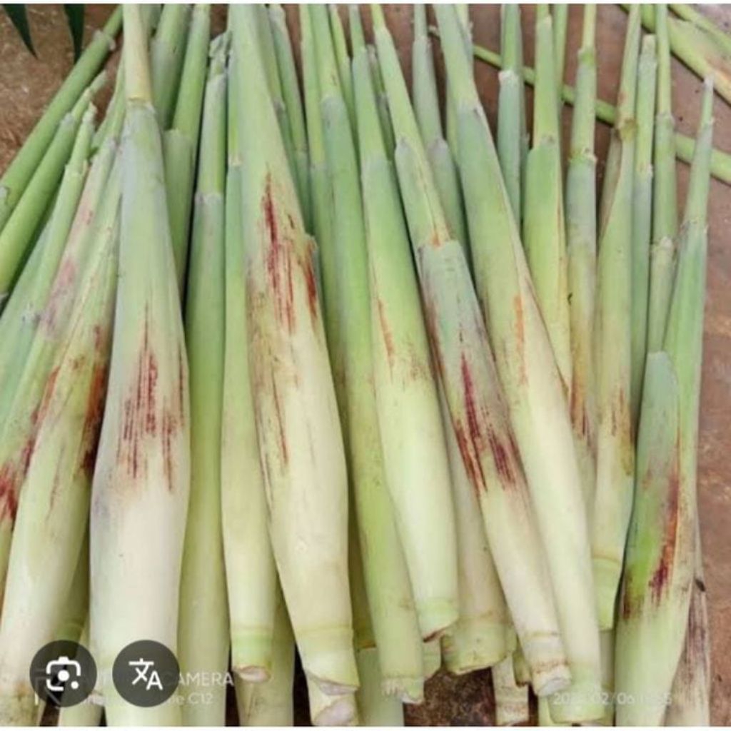 

Terubuk/ turubuk/ terubus / tebu endog tebu/500