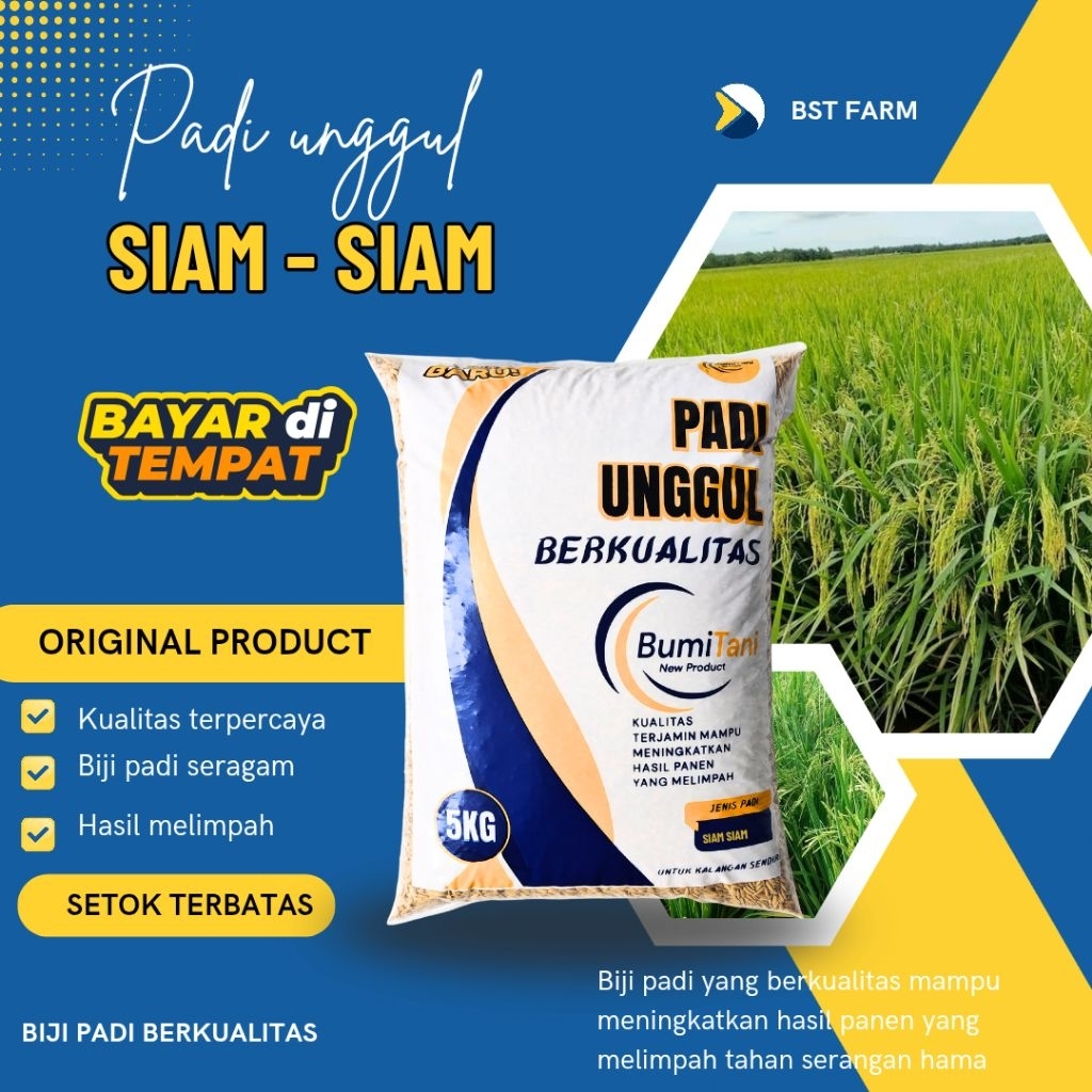 Benih Padi Bibit Padi SIAM SIAM 5 kg kualitas benih padi original 100%