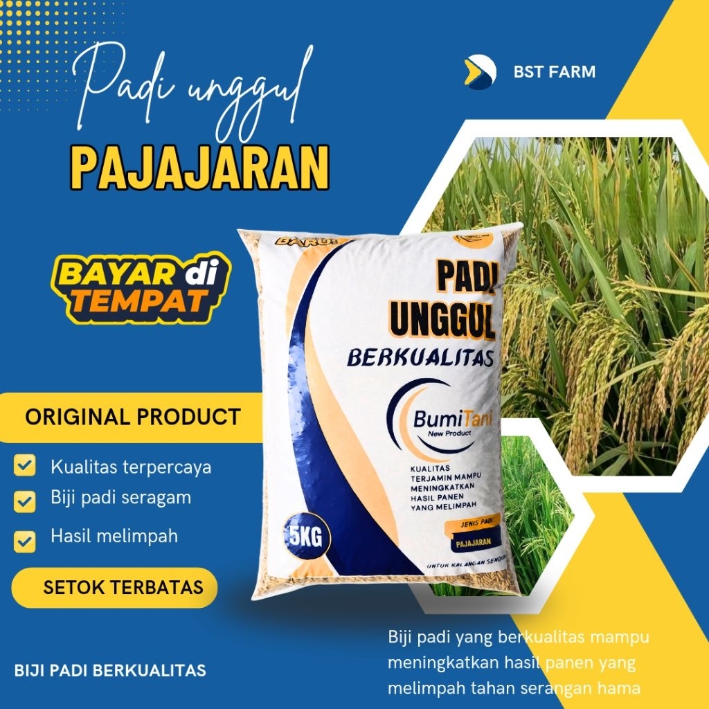 BENIH PADI PAJAJARAN KEMASAN 5KG UNGGUL padi unggul