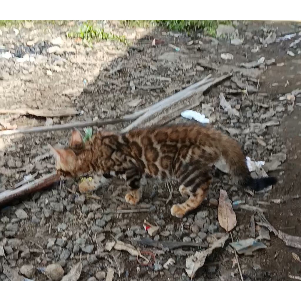 Bengal 4bln SEHAT motif istimewa jantan