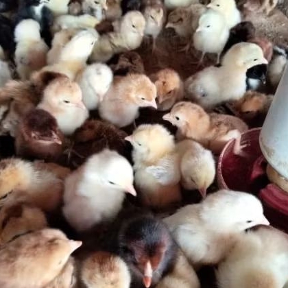 Ayam Kub Kampung - doc kub asli - kub janaka - ayam kampung unggul