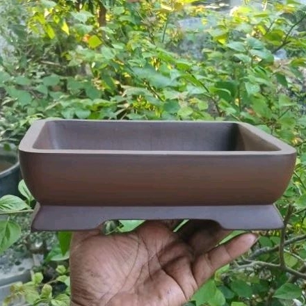 pot bonsai mame 20cm/pot bonsai semen //Pot bonsai baca deskripsi