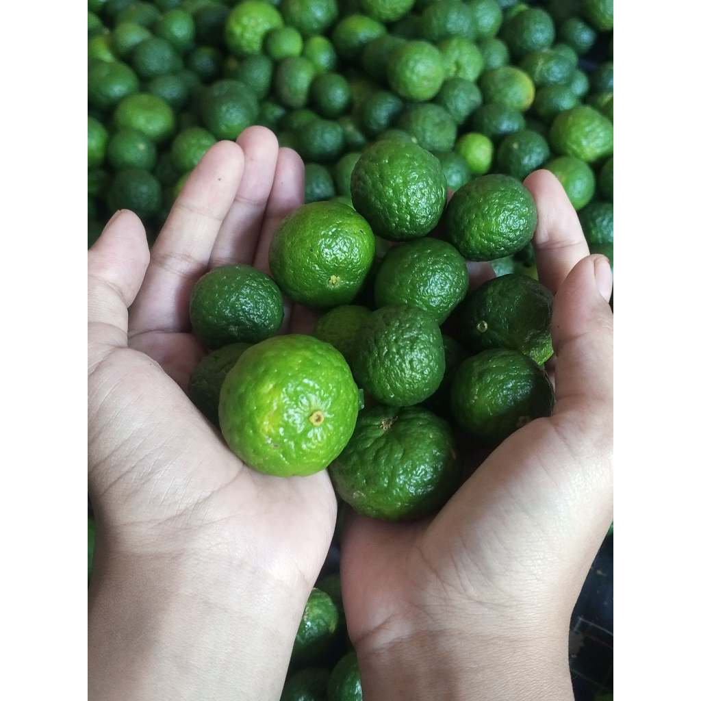 

Jeruk Limau Jeruk Sambel Bakso aci 1kg Fresh Petik Langsung Dari Kebun kualitas terjamin!