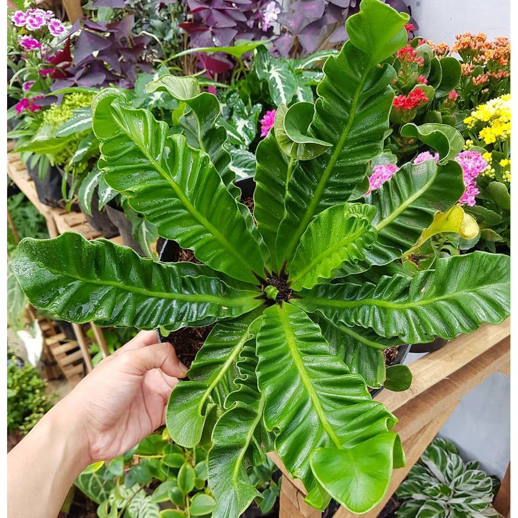 Tanaman Hias Kadaka Lasagna  - Kadaka Lasagna Kadaka