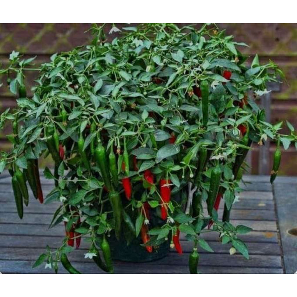 10 bibit cabe tanjung seribuan siap tanam - bibit cabe unggulan - bisa ditanam di pot