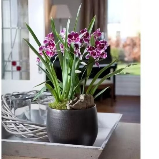 Tanaman hias hidup anggrek tanah bunga ungu include pot dan media tanam sudah termasuk pot dan media