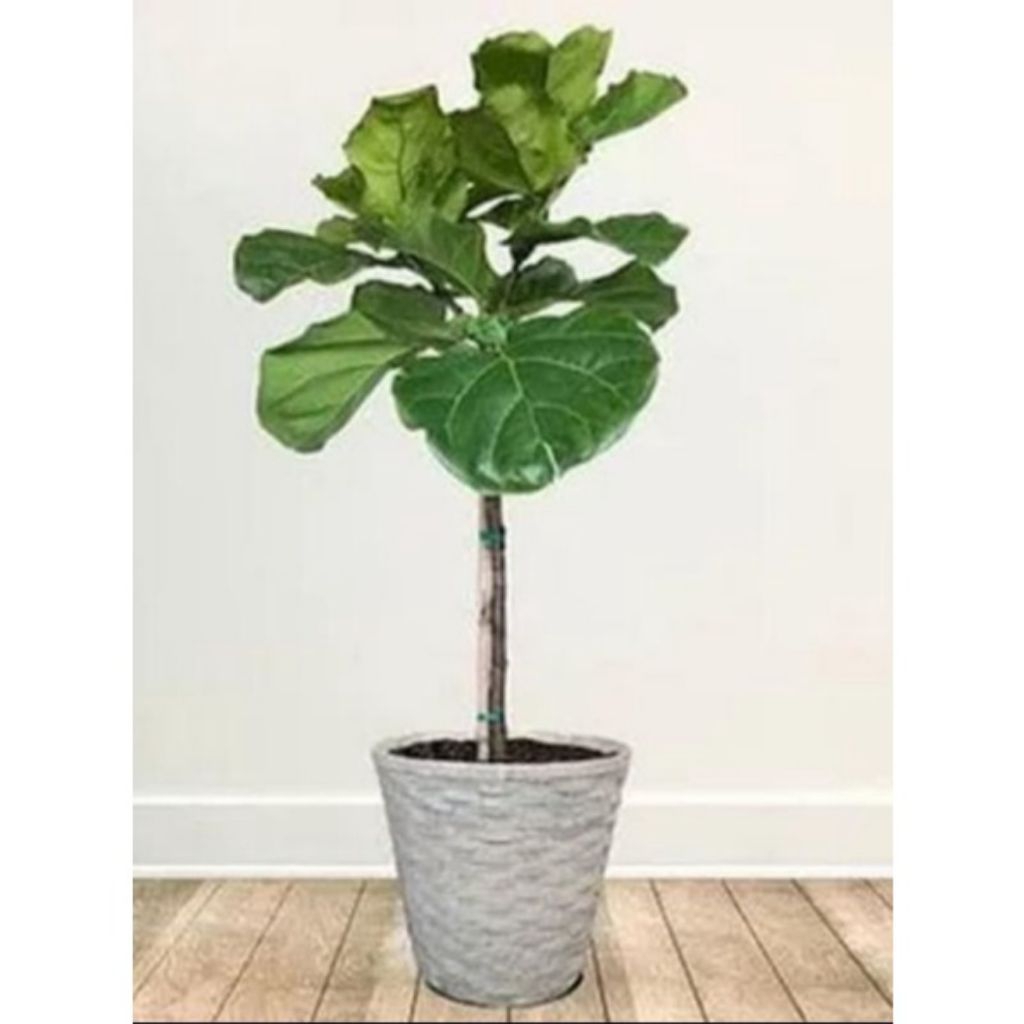 Tanaman hias hidup ketapang biola sudah berikut pot dan media tanam