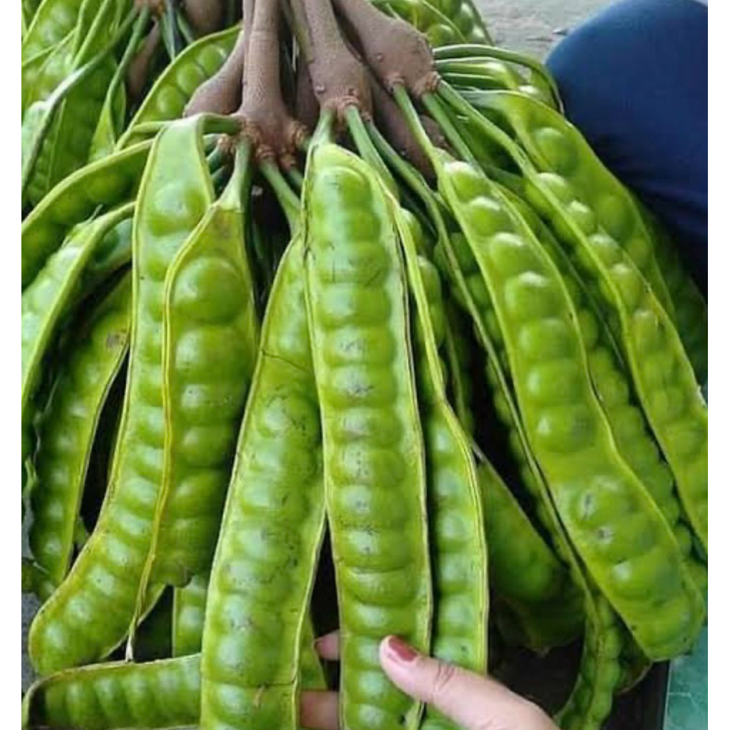 

PAKET Pete / Petai Tua Murah 10 lonjor