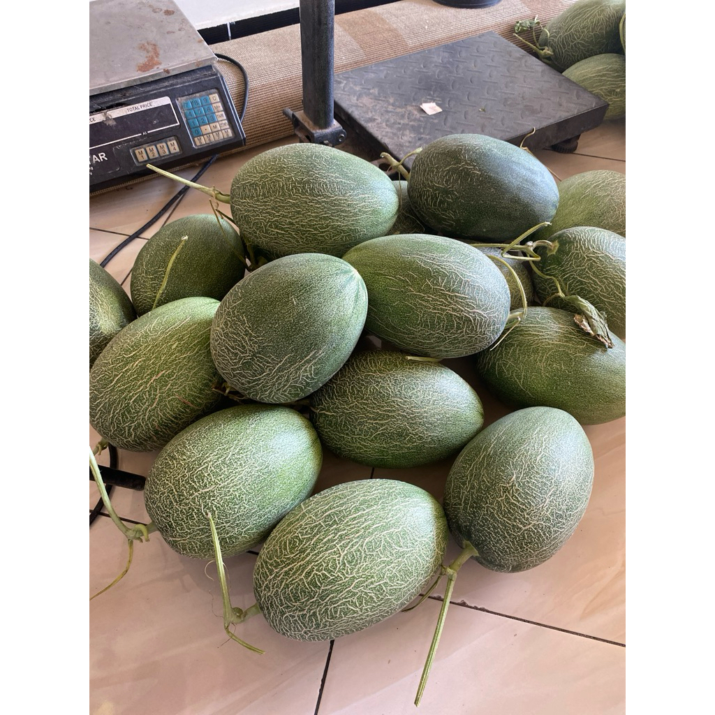 

BUAH MELON THE BLUES GRADE B