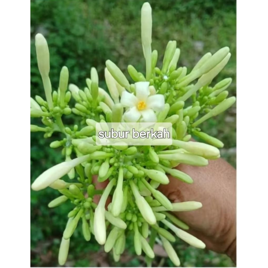 

Bungga pepaya segar alami organik petik langsung 100 gram