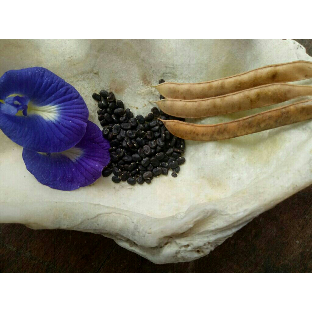 

Biji/benih bunga telang 25 gram isi 300 biji siap semai atau tanam Clitoria ternatea