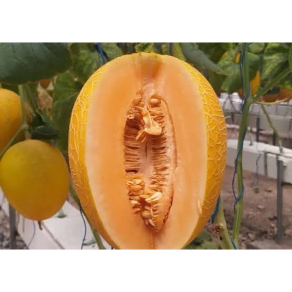 

MELON SWEET LAVENDER / MELON HIDROPONIK / MELON MANIS / HARGA BIJIAN