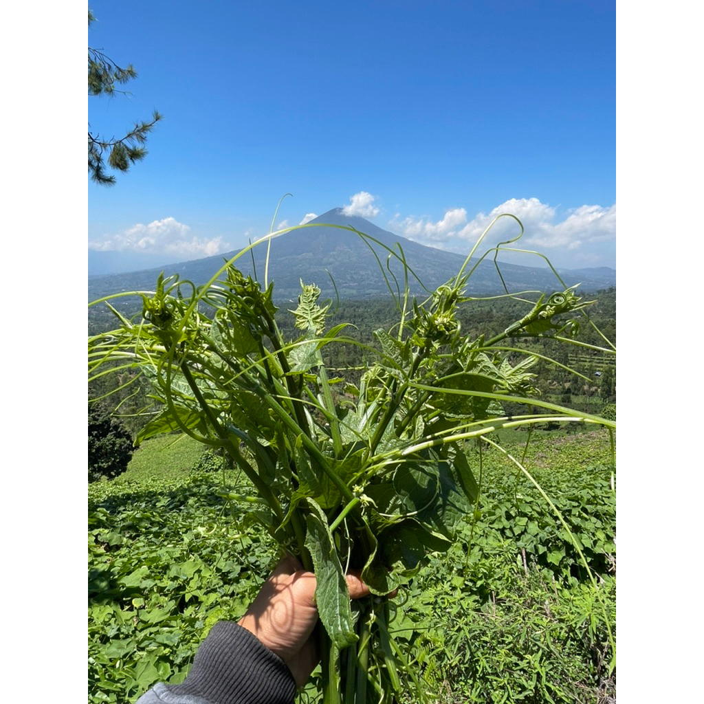 

pucuk labu siam press metik lngsung dari kebun beli 1kg+2 labu sim