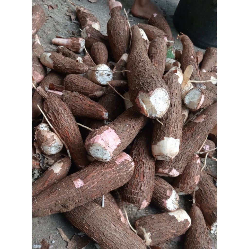 

Singkong segar fress 1kg baru panen saat ada pesanan