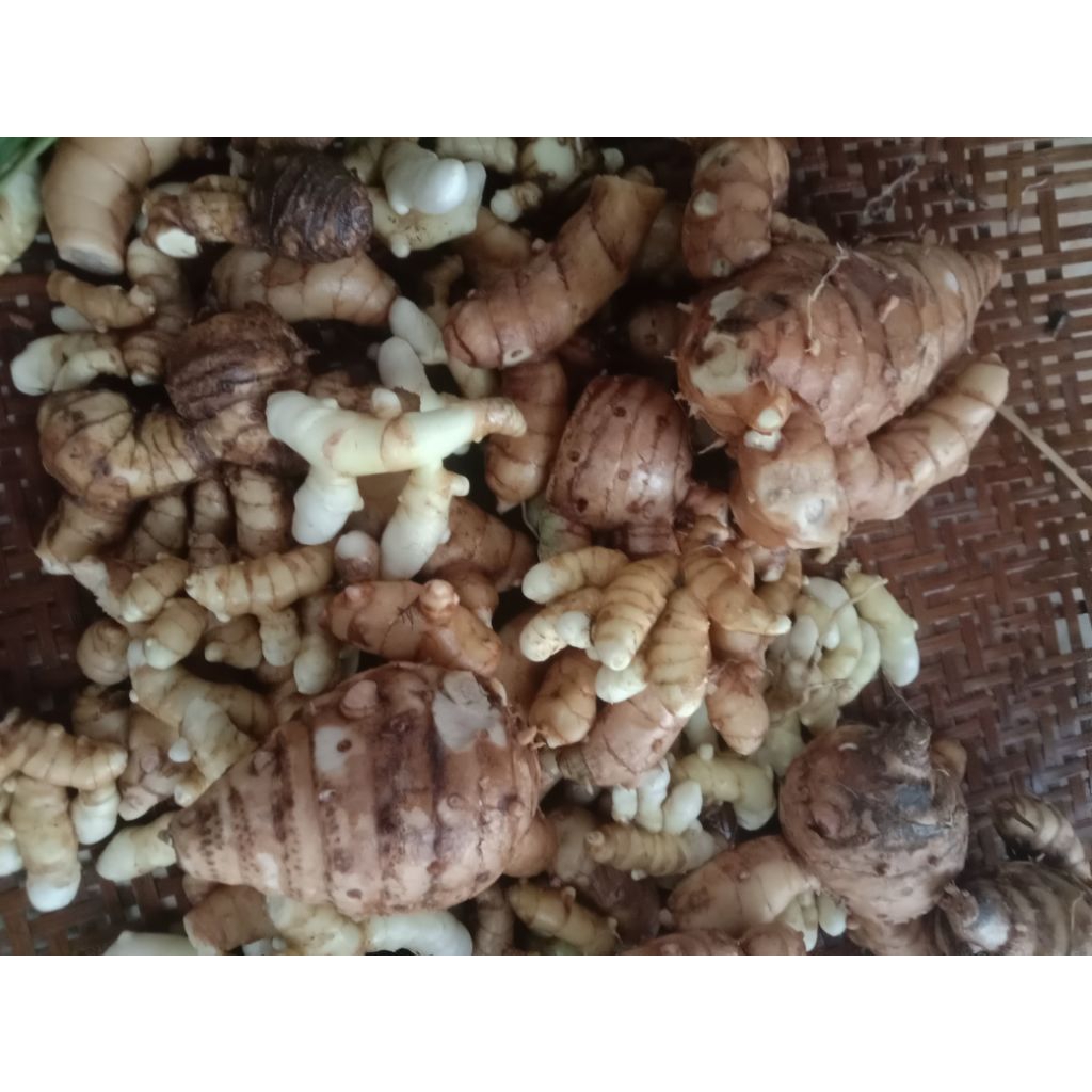 

Kunyit putih fresh | Berkualitas | 1pcs = 500