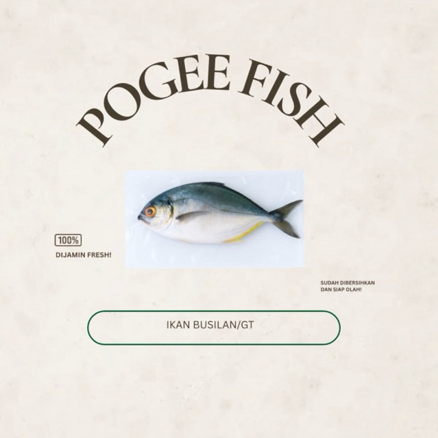 

KHUSUS MALANG - Pogee Fish Ikan Busilan/GT