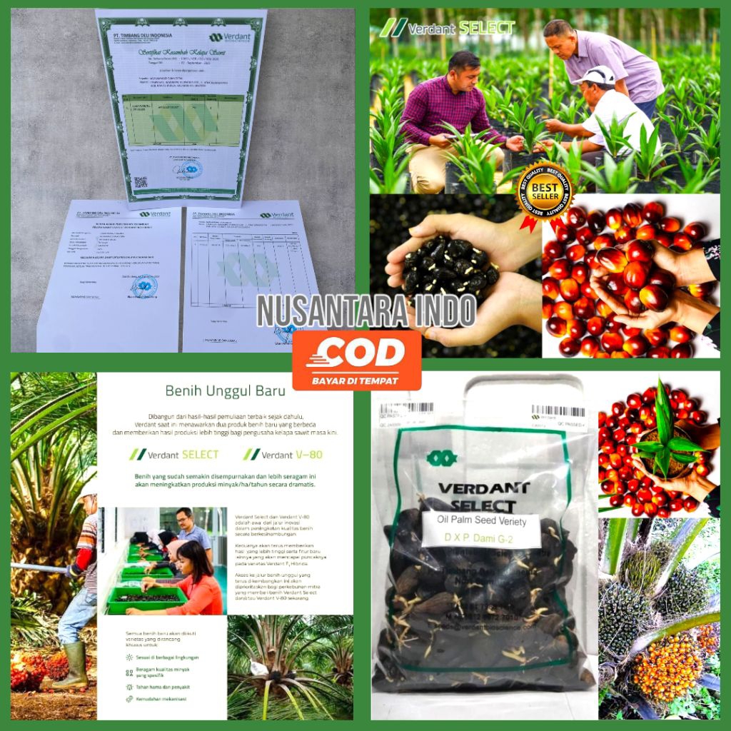 KECAMBAH SAWIT SULTAN VERDANTSELECT ORIGINAL SERTIFIKAT