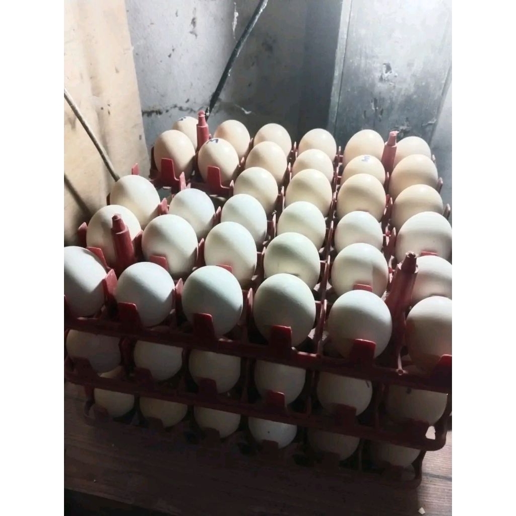 TELUR FERTIL/ TETAS AYAM KUB