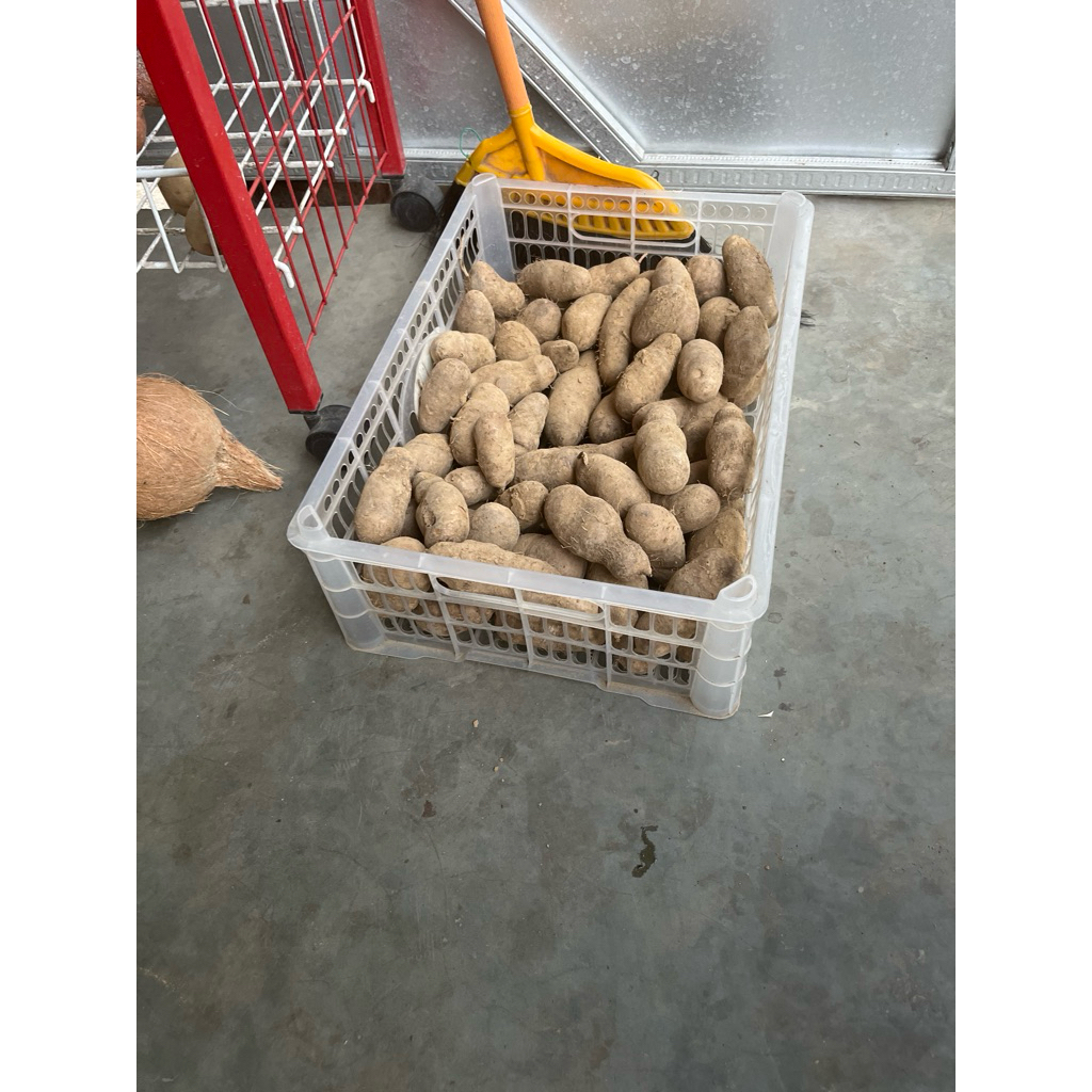 

mbili ubi gembili(ubi teropong)