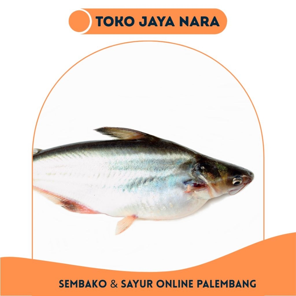 

IKAN PATIN SEGAR