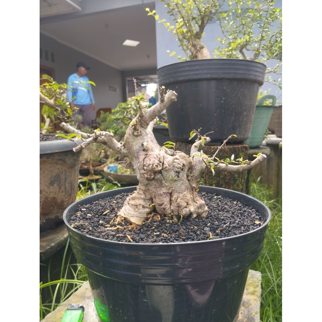 BAHAN BONSAI ANTING PUTRI MIKRO THE MAX - RARE - BONSAI MAME ANPUT MIKRO