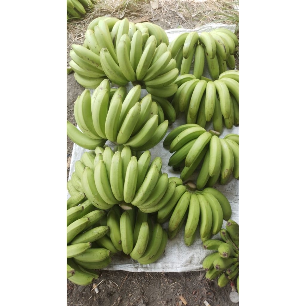 

pisang cavendis CEMILAN SEHAT HARGA 1kg dr PETANI LANGSUNG