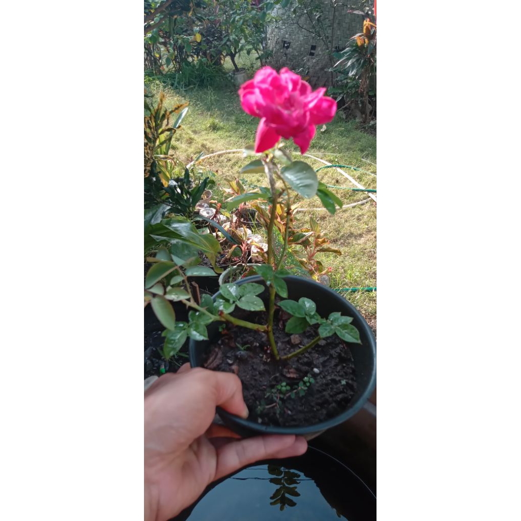 bunga.mawar merah.hidup.tanaman hias.dalam pot.hiasan rumah.