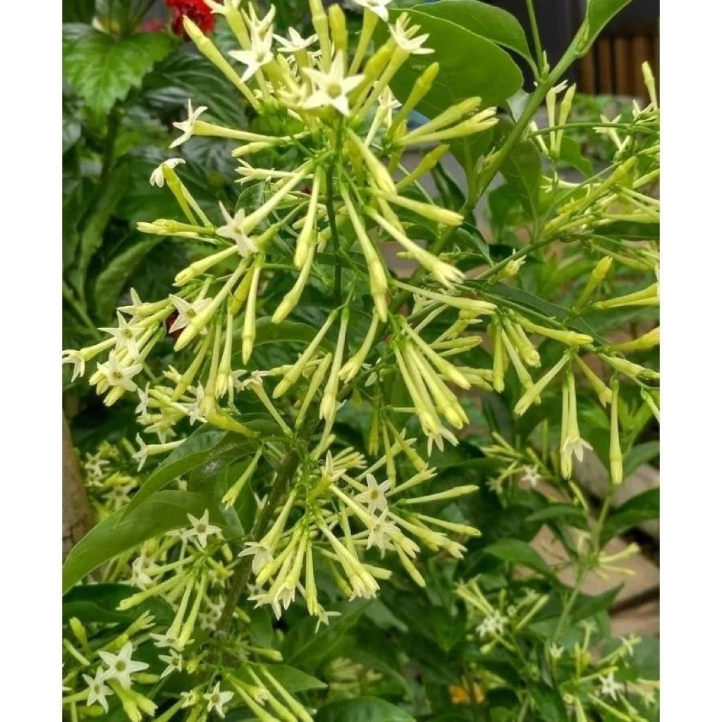 Arum Dalu - Tanaman Bunga Arum Dalu Wangi - Tanaman Hias Arum Dalu Rimbun