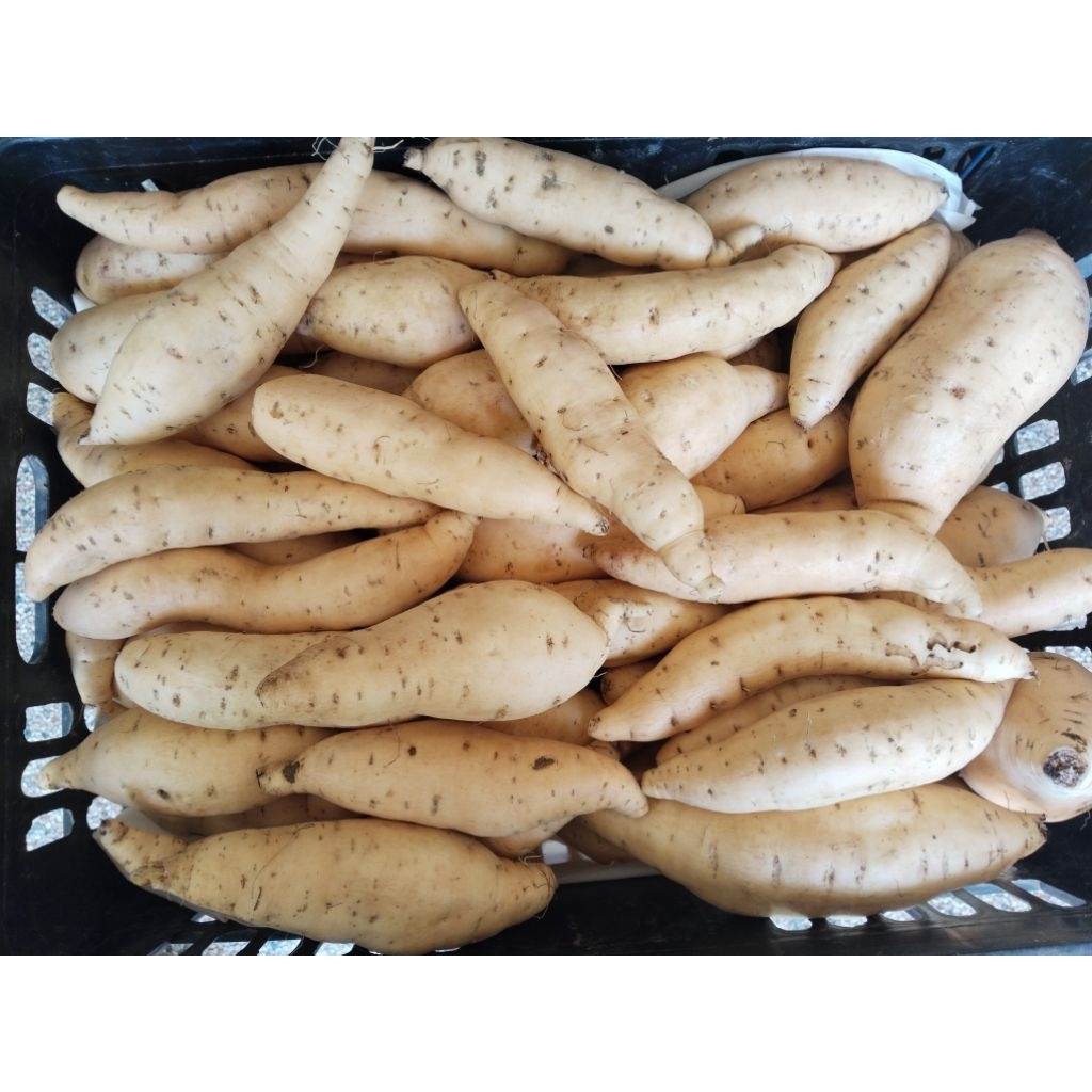 

Ubi Madu Cilembu Spek Oven atau Tanggung