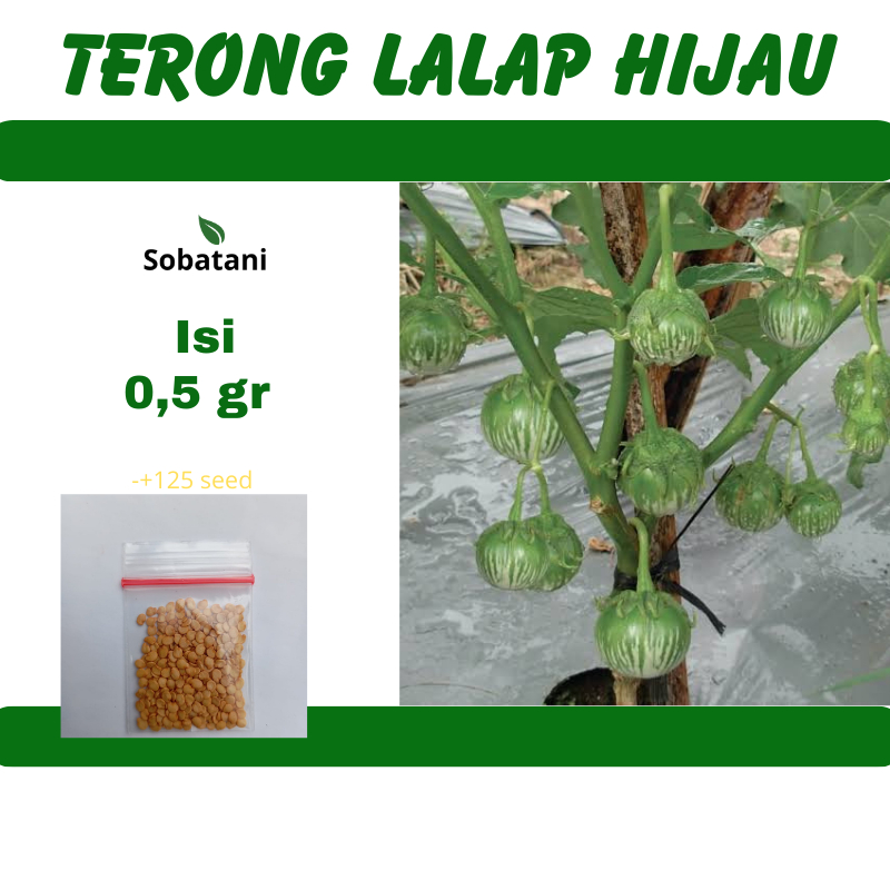 Aneka Benih Terong lalap Terong Ungu Terong Hijau Terong Putih Mudah Tumbuh